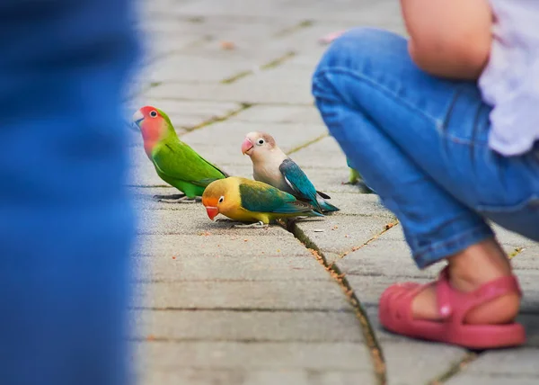 Aves Del Amor Periquitos Periquitos Otros Loros Pequeños Como Pájaros — Foto de Stock