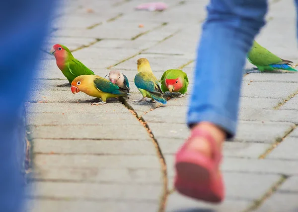 Amour Oiseaux Perruches Perruches Autres Petits Perroquets Comme Les Oiseaux — Photo