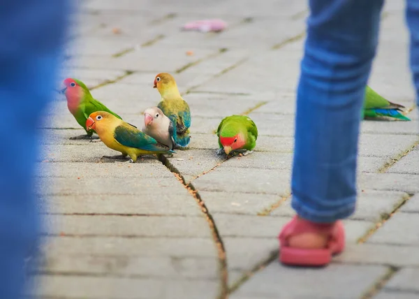 Liebe Vögel Sittiche Wellensittiche Und Andere Kleine Papageien Wie Vögel — Stockfoto