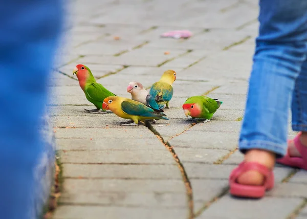 Amour Oiseaux Perruches Perruches Autres Petits Perroquets Comme Les Oiseaux — Photo