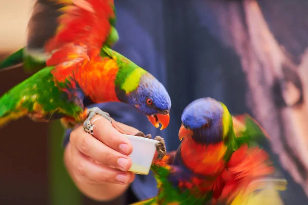 Lorikeets Dell Arcobaleno Che Sono Alimentati Mano Alla Voliera — Foto Stock