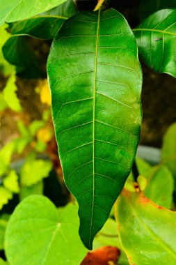 Arka bahçede uzun bir balmumu yaprak