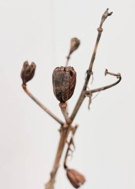Çeşitli bitkiler kışa hazırlanıyor ve sonbaharda tohumlarını bırakmak için.