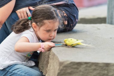 Genç kız hayvanat bahçesinde muhabbet kuşlarını besliyor.
