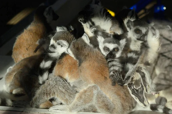 Grand Rassemblement Lémuriens Queue Cerclée Dans Leur Habitat Zoo — Photo