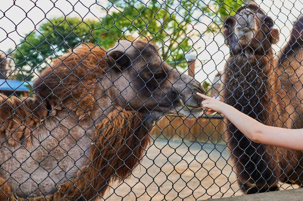 동물원 철조망 낙타를 가리키는 — 스톡 사진