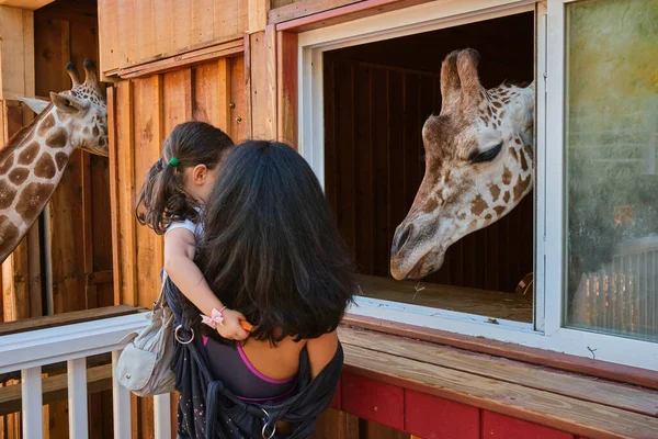 brave young girl feeding a huge giraffe with her mom