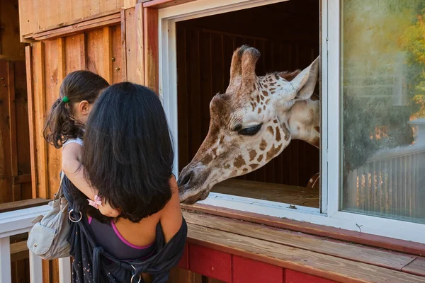 brave young girl feeding a huge giraffe with her mom