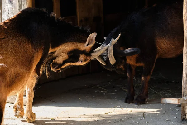 Duas Cabras Brincam Lutar Fazer Coisas Cabra Perto Celeiro — Fotografia de Stock