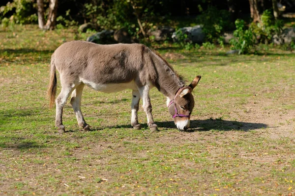 Burro Pastando Pasto Uma Fazenda Simulada — Fotografia de Stock