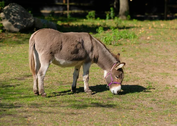 Osel Pasoucí Pastvině Předstírané Farmě — Stock fotografie