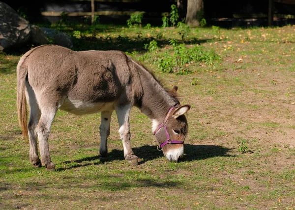 Burro Pastando Pasto Uma Fazenda Simulada — Fotografia de Stock