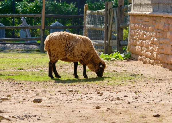 Een Wollig Schaap Grazend Een Grasveld Achterin Schuur — Stockfoto