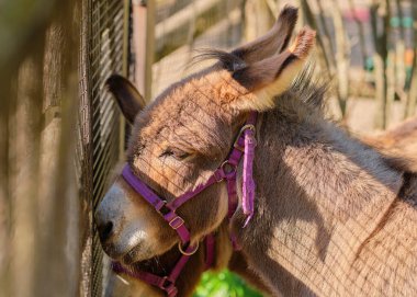 Bir eşeğin portresini kapat.