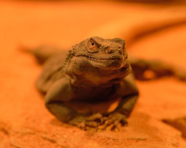 Chuckwalla Lzzard teraryumdaki ısı lambalarının altında ısınıyor.