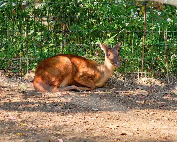 Veados Brocket Vermelho Está Deitado Perto Cerca Zoológico — Fotografia de Stock