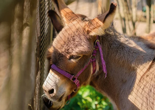 Close Retrato Burro — Fotografia de Stock