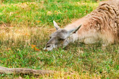 Guanaco hayvanat bahçesindeki tarlada yatıyor.