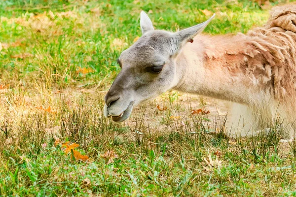 Guanaco Está Deitado Campo Zoológico — Fotografia de Stock