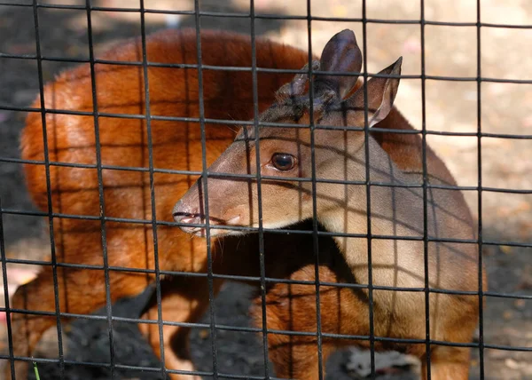 Hayvanat Bahçesindeki Ambarında Kırmızı Broket Geyiği — Stok fotoğraf
