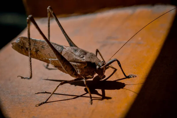 Close Big Brown Grasshopper Caught Garden — Stock Photo, Image