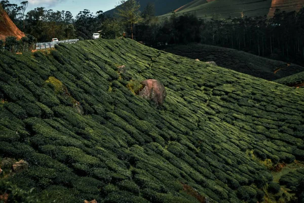Munnar Çay Tarlası Kerala — Stok fotoğraf