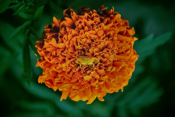 Κίτρινο Λουλούδι Αράχνη Ένα Πορτοκαλί Marigold — Φωτογραφία Αρχείου