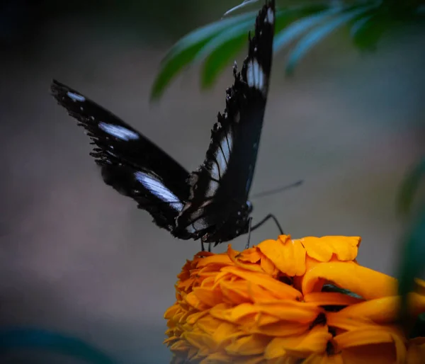 Primo Piano Una Farfalla Nera Sul Fiore Arancione — Foto Stock