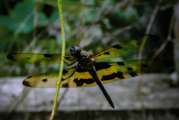 Libellule Couleur Jaune Noire Sur Une Tige Rampante — Photo