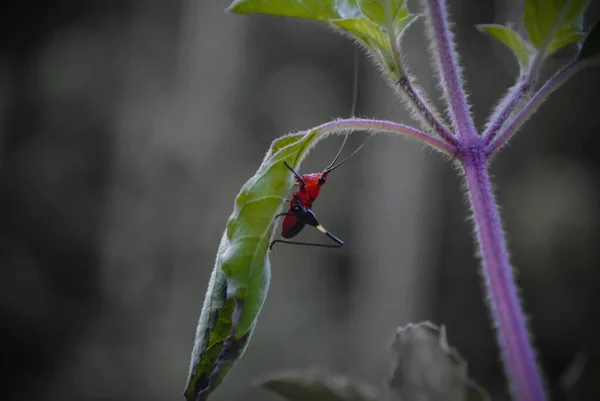Yaprağın Üzerindeki Kırmızı Böcek — Stok fotoğraf