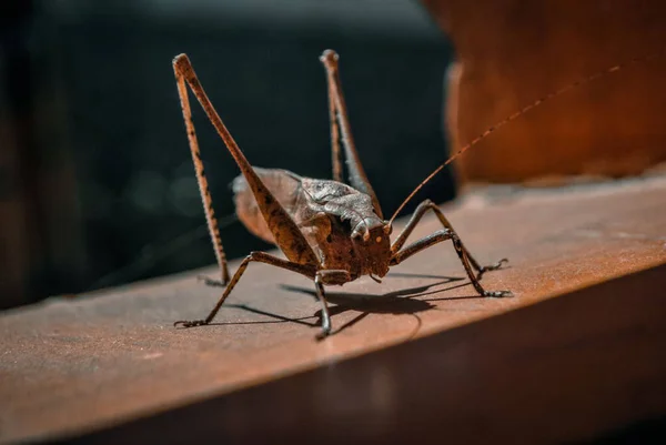 Close Big Brown Grasshopper Sunlight Caught Garden — Stock Photo, Image