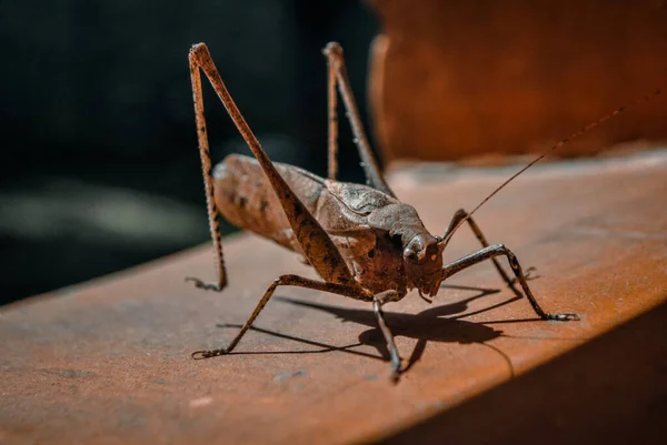 Close Big Brown Grasshopper Sunlight Caught Garden — Stock Photo, Image