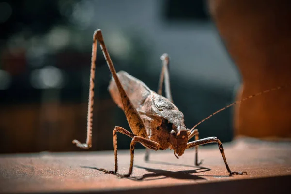 Close Big Brown Grasshopper Sunlight Caught Garden — Stock Photo, Image