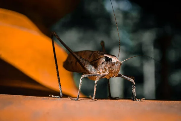 Close Big Brown Grasshopper Sunlight Caught Garden Staring Camera — Stock Photo, Image