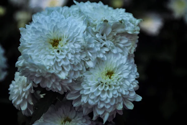 Όμορφα Λευκά Λουλούδια Μαργαρίτα Μια Επίδειξη Λουλουδιών — Φωτογραφία Αρχείου