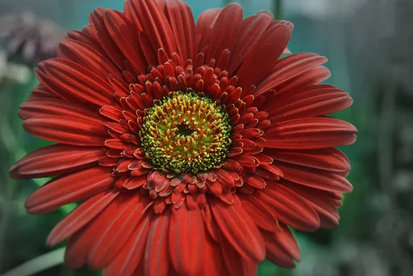 花のショーで美しい赤日陰のガーベラデイジー — ストック写真