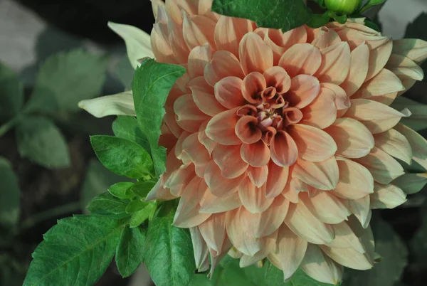 Hermosa Flor Dalia Color Pálido Espectáculo Flores —  Fotos de Stock