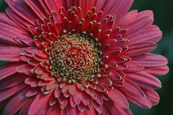 Όμορφη Κόκκινη Ζέρμπερα Μαργαρίτα Μια Επίδειξη Λουλουδιών — Φωτογραφία Αρχείου