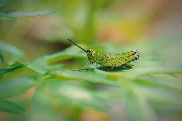 Closeup Spotted Green Grasshopper Leaf — Stock Photo, Image