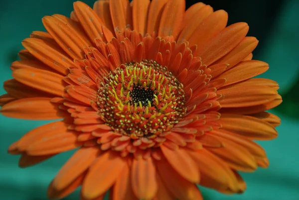 Όμορφη Πορτοκαλί Σκιά Μαργαρίτα Ζέρμπερα Μια Επίδειξη Λουλουδιών — Φωτογραφία Αρχείου