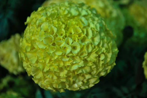 Όμορφη Μπάλα Σχήμα Κίτρινο Λουλούδια Marigold — Φωτογραφία Αρχείου