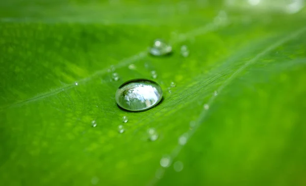 Крупный План Капель Воды Зеленом Листе Металлическим Эффектом Солнцем — стоковое фото