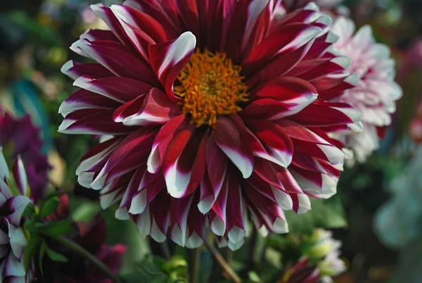 花のショーで美しい赤と白の日陰のガーベラデイジー — ストック写真