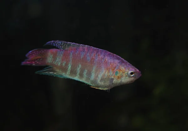 Closeup Lovely Vibrant Fish Aquarium — Stock Photo, Image