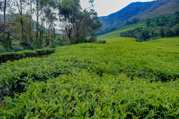 Munnar Daki Çay Çiftliğinin Manzarası — Stok fotoğraf