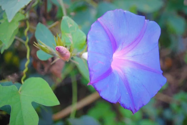 Hermosa Flor Violeta Escalador Que Encuentra Naturaleza — Foto de Stock