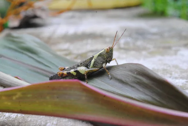 Closeup Spotted Multi Colored Grasshopper Leaf — Stock Photo, Image
