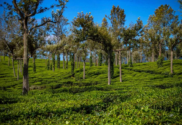 ムンナル島の茶畑の美しい景色 — ストック写真
