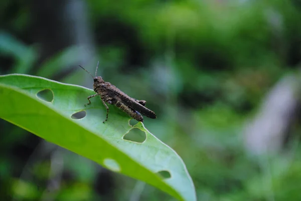 Closeup Brown Grasshopper Green Leaf — Stock Photo, Image
