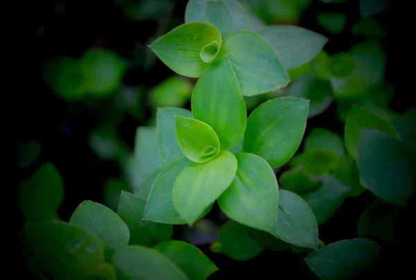 Gros Plan Des Feuilles Vertes Une Plante Ornementale — Photo